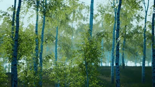 Summer July View of Birch Grove in Sunlight