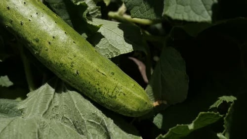Cucumber vegetable plant vines 4K 2160p 30fps UltraHD footage - Vines of gourd family Cucurbitacea