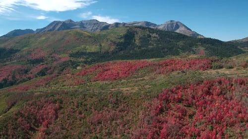 Aerial view of Fall color over forest