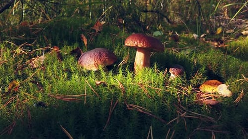 Mushrooms Growing on Mossy Forest Floor