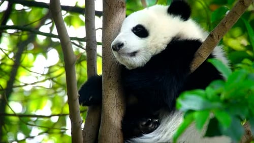 Baby Panda Relaxing Comfortably in a Tree