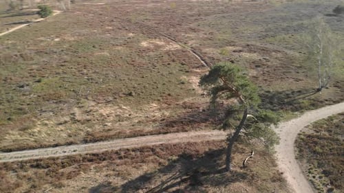 Aerial view of a solitary pine tree in a dry moorland landscape on a crossing of dirt roads