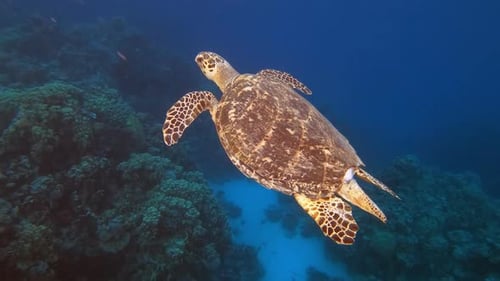 Underwater Hawksbill Sea Turtle