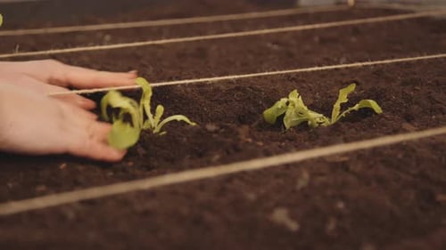 Hands Planting Seedlings in Rich Garden Soil