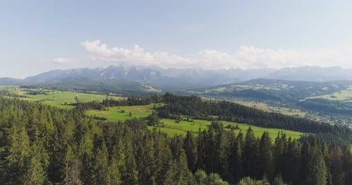 Über die schönen Waldbäume fliegen