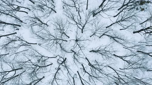 Über den Winterwald fliegen