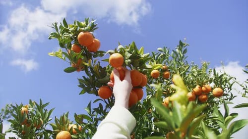 Juicy Orange Citruses Growing on a Tree in Local Farm