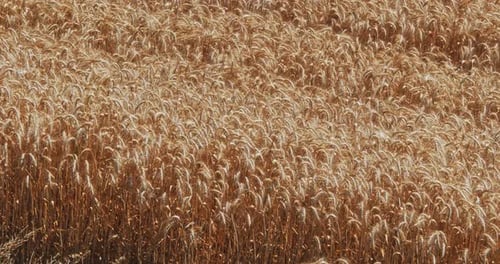 Yellow Grain Ready for Harvest