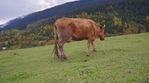 Brown cow walking in the field