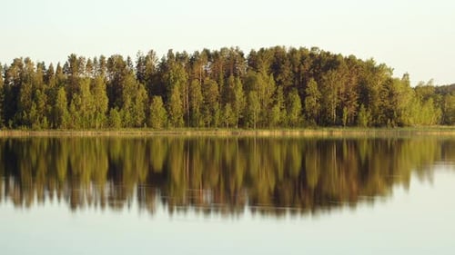 Bosque día a noche