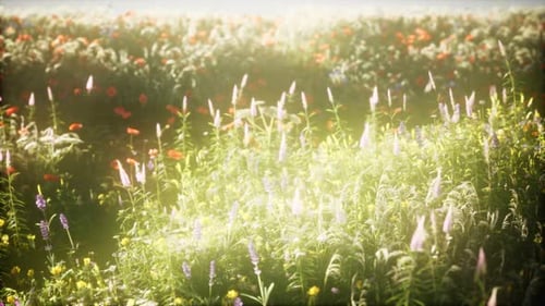 Wild Flowers in the Field