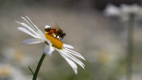 Wild bee sitting on camomile blossom in wilderness and collecting pollen, macro