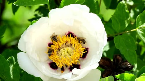 Honey bee pollinates a garden flower. Bee collects nectar from a blossoming tree peony flower