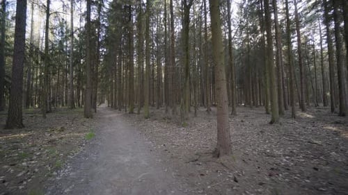 The Camera Flies Through a Forest with a Pathway on a Sunny Spring Day