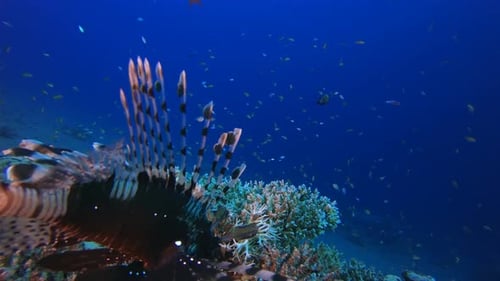 Marine Coral Garden Blue Orange Fish