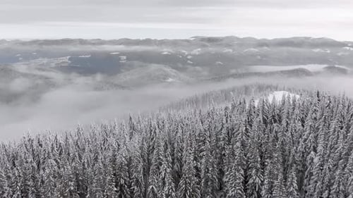 Aerial Flying Above Winter Mountain Forest Covered in Fog