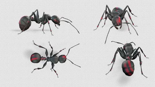 Ant Walk Pack