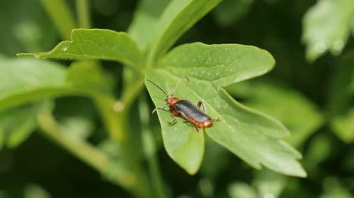 Lampyris noctiluca insect on green leaves 4K 2160p 30fps UltraHD footage - Close-up of common glow-w