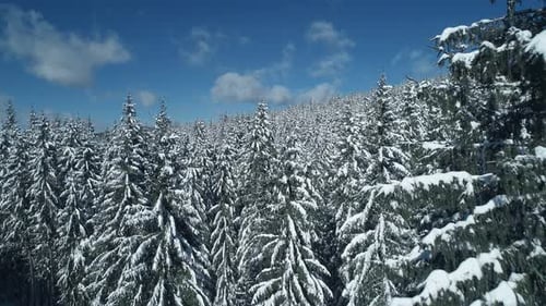 Flying Over Frozen Spruce and Pine Trees in the Winter Mountains Sunny Winter Scenery