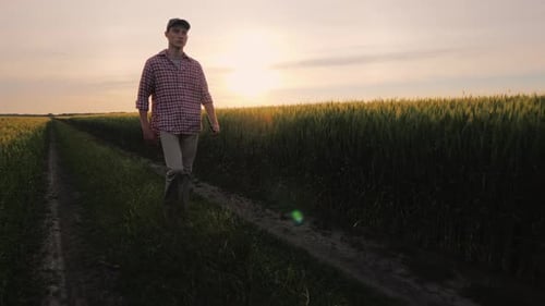 A Successful Farmer Walks Along His Wheat Field at Sunset