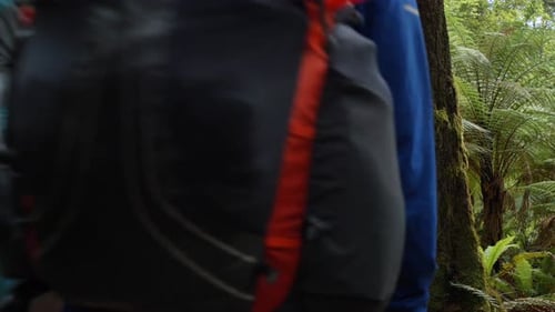 Static, hikers walk away between two trees, Fiordland, Kepler Track New Zealand