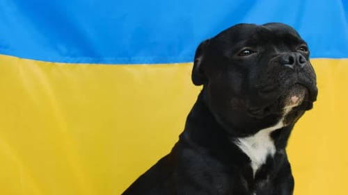 El retrato del Staffordshire Bull Terrier con la bandera de Ucrania en el fondo