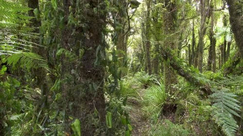 Grüner Wald
