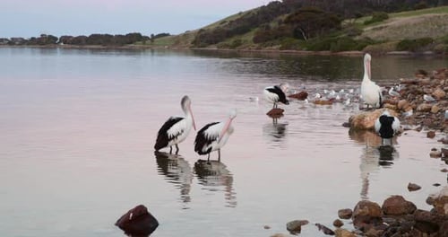Five pelicans standing in the edge of a small bay, preening and resting in the early evening.