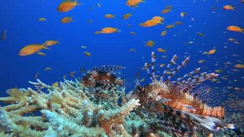 Riff Coral Tropical Garden Feuerfisch