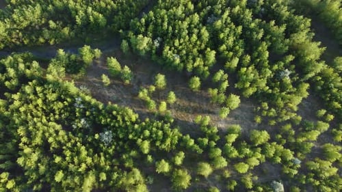 forest aerial view
