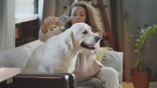 Woman Brushing Golden Retriever Dog on Couch