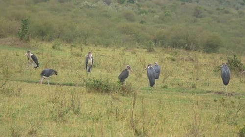Marabou storks in Masai Mara