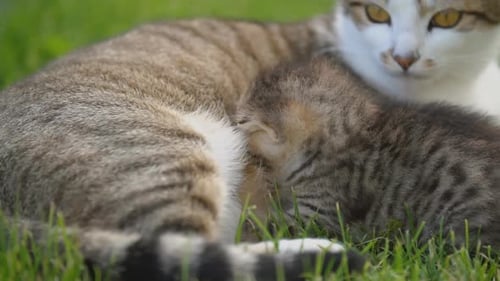 Little Kitten Sucks Milk From Her Mom