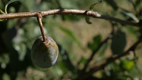 Prunier immature DOF peu profond 4K 2160p 30 images par seconde vidéo UHD - Gros plan de Prunus domestica sur le tr