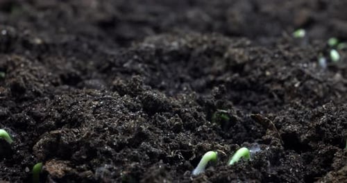 Timelapse Sprouting of Sprouts Peas From the Ground in a Dynamic Shot