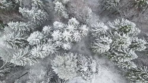 Aerial Flyover Frozen Snowy Spruce Forest
