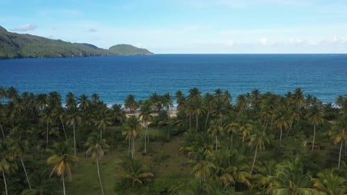 4k 30fps A Sunny Day In The Caribbean Beach With Palmstree And The Waves 2