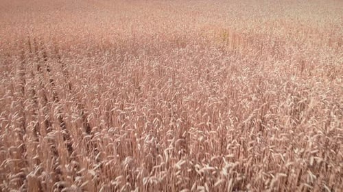 Flying over yellow wheat field with ripening grains.