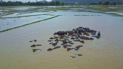 Une caméra survole un grand troupeau de buffles se baignant dans de l'eau sale
