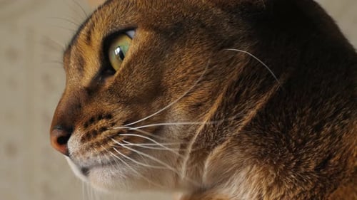 Abessinier-Katzen-Porträt