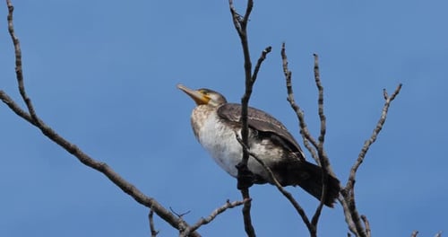 Junger großer Kormoran thront auf einem Ast