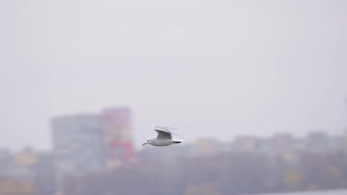 Flying Seagull Above a Winter River