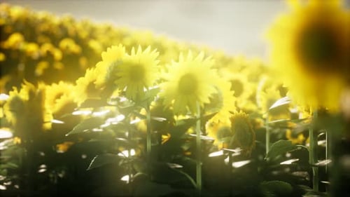 Sunflower Field on a Warm Summer Evening