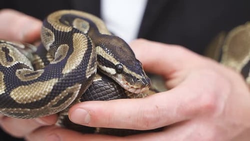 Gros plan d'un beau serpent entre les mains d'une personne Animaux exotiques entre les mains de personnes entraînées
