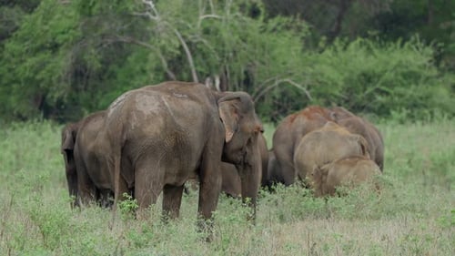 Herd of Elephants Grazing in a Tropical Field