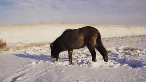 A Herd of Horses in Winter