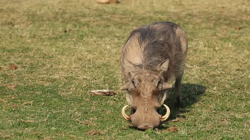Warthog Feeding - South Africa