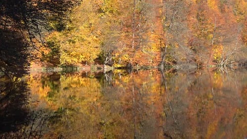 Reflection of Autumn Colors on the Lake Surface in the Fantastic Calm Forest