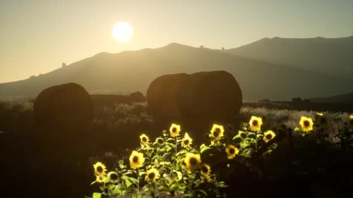 Golden Sun Setting Over a Field of Sunflowers and Hay Bales