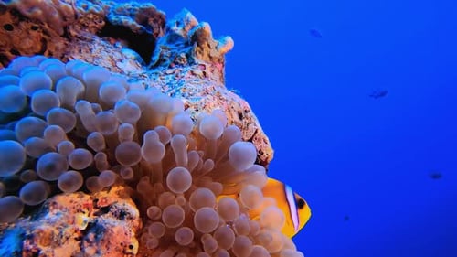 Underwater Scene Clownfish